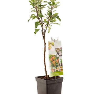 Appel Coxs Orange P. container (P18) Roze, Wit, Verzenden