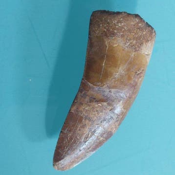 Dinosaurus - Fossiele tand - Carcharodontosaurus sp. - 68 mm