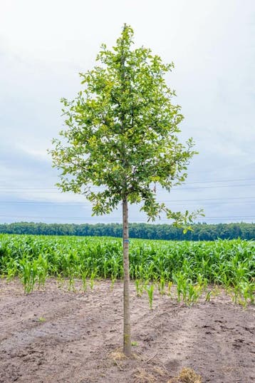 Nyssa sylvatica hoogstam, Tuin en Terras, Planten | Tuinplanten