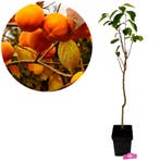 Diospyros kaki Tone Wase + Pot 23cm, Tuin en Terras, Verzenden, Volle zon