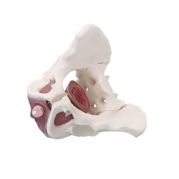 Anatomie model bekken en bekkenbodemspieren, man, Nieuw