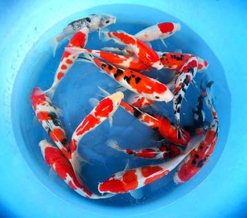 Hirasawa Marusei 27-34cm (Japanse Koi), Karper of Koi
