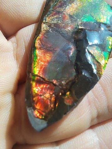Ammoliet - Fossiel fragment - Placenticeras - 5.6 cm - 2.6