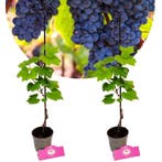 Vitis vinifera Rondo + Pot 9cm 2 stuks, Verzenden, Halfschaduw