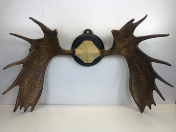 grote noordelijke elg/wapiti Bot - Alces alcen - 75 cm - 115, Verzamelen, Dierenverzamelingen, Nieuw