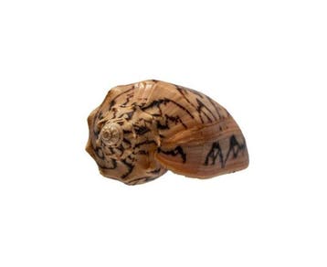 Cymbiola vespertilio GEM 89 mm (vleermuis-walzenschnecke) –, Nieuw