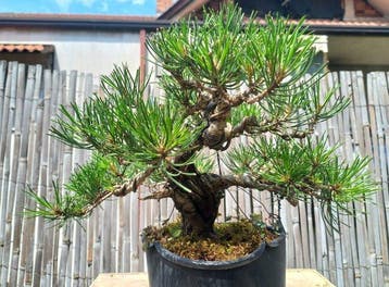 Den bonsai (Pinus) - Hoogte (boom): 20 cm - Diepte (boom):