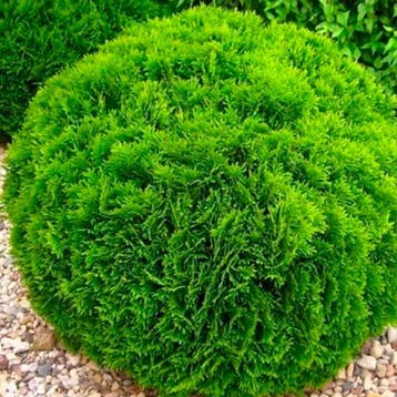 Thuja occidentalis `Danica` container (P11) Coniferen, Groen, Verzenden, Conifeer, Struik