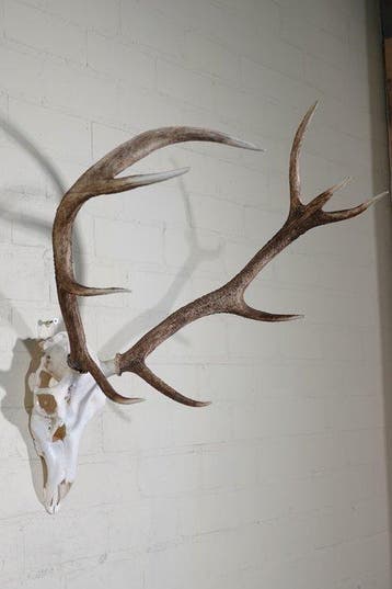 Large Red Stag Trophy Schedel - Cervus elaphus - 55 cm - 70, Nieuw