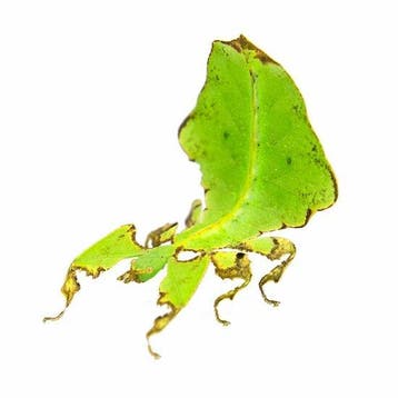 Wandelend blad - phyllium sp.