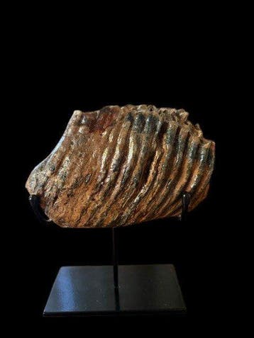 Wolharige mammoet - Fossiele kies - 19 cm - 13 cm