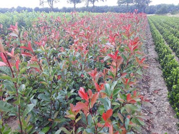 Glansmispel (Photinia Red Robin) 100 tot 175 cm, Tuin en Terras, Ophalen