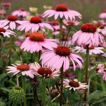 Echinacea purpurea Magnus - Wortelgoed - 5 stuks, Tuin en Terras, Verzenden