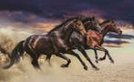 Paarden behang paarden fotobehang * Muurdeco4kids, Ophalen of Verzenden, Minder dan 10 m², Paarden behang