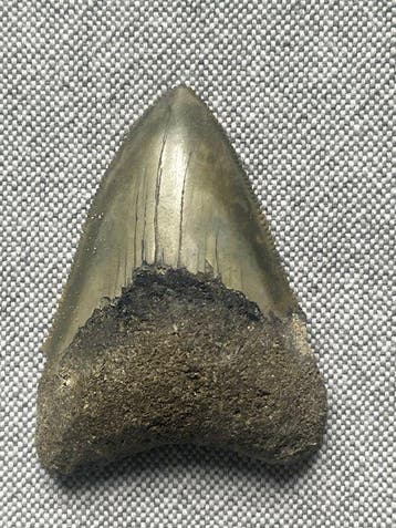 Megalodon-tand 6,5 cm - Fossiele tand - Carcharocles