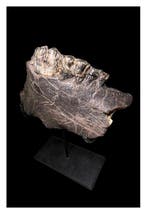 Nijlpaard - Fossiel fragment - Hippopotamus Sivalensis - 23