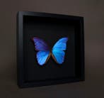 Vlinder Taxidermie volledige montage - Morpho didius - 25 cm