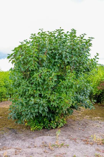 Syringa vulgaris meerstammig 200-250, Tuin en Terras