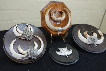 Wild Boar Tusk Trophies Bot - Sus scrofa - 0 cm - 0 cm - 0, Nieuw