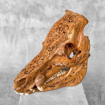 GEEN RESERVEPRIJS - Gegraveerde patina wild zwijn schedel -, Antiek en Kunst