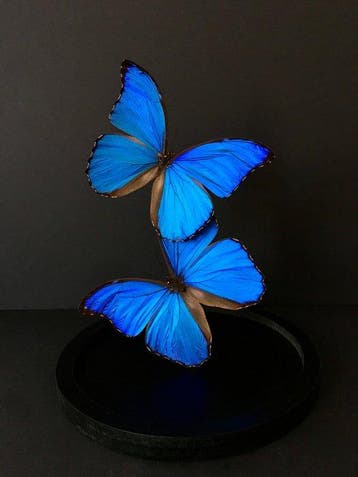Vlinder Taxidermie volledige montage - Morpho didius - 30 cm, Verzamelen, Nieuw