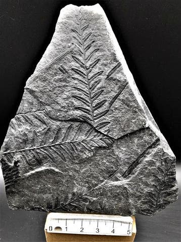 Varen - Gefossiliseerde plant - Alethopteris lonchitica