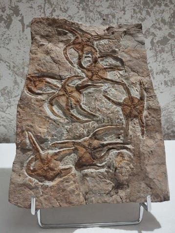Zeester - Gefossiliseerd dier - 25 cm - 20 cm