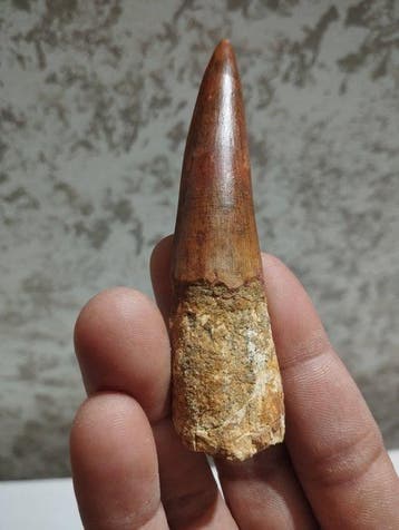 Dinosaurus - Gefossiliseerd dier - 9.7 cm - 2.5 cm, Verzamelen, Mineralen en Fossielen