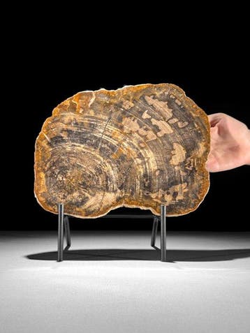 Prachtige schijf versteend hout op een op maat gemaakte
