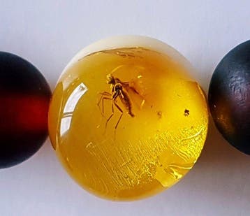 Unisex Baltisch Amber Armband met Natuurlijke