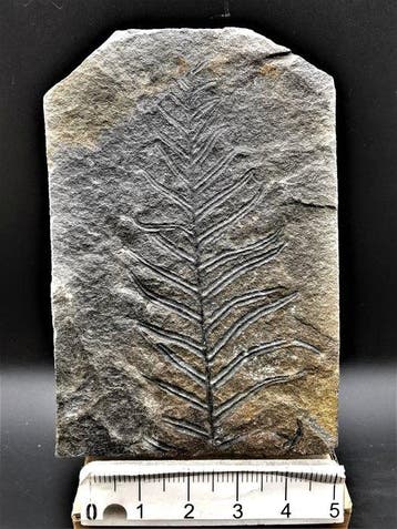Varen - Gefossiliseerde plant - Alethopteris lonchitica