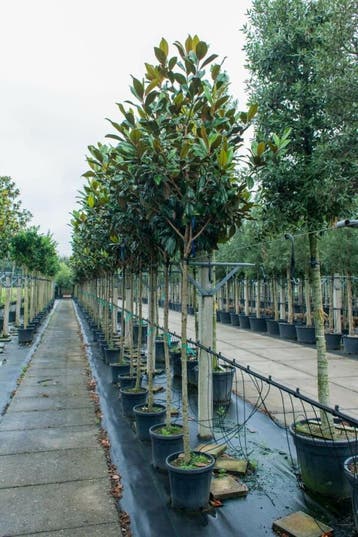 Magnolia grandiflora hoogstam 10/12, Tuin en Terras, Planten | Tuinplanten