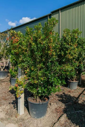 Arbutus unedo meerstammig 200-250, Tuin en Terras