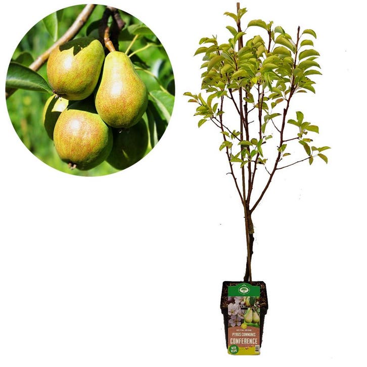 Perenboom Conference, Tuin en Terras, Planten | Fruitbomen, Volle zon, Verzenden