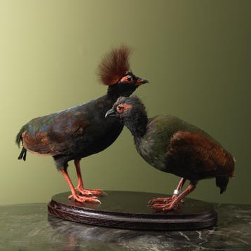 Roelroel Koppel Taxidermie Opgezette Dieren By Max, Ophalen of Verzenden, Nieuw, Vogel, Opgezet dier