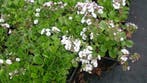 Gypsophila cerastoides, kruipend gipskruid, P9 bodembedekker, Ophalen of Verzenden, Lente, Vaste plant, Volle zon