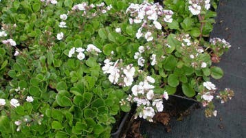Gypsophila cerastoides, kruipend gipskruid, P9 bodembedekker, Ophalen of Verzenden, Lente, Vaste plant, Volle zon