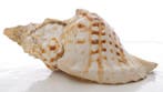 Gastropode Zeeschelp - Triton géant Charonia tritonis, Nieuw