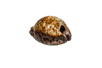 Stercorary cowrie Skelet - Cypraea stercoraria - 0 cm - 0 cm, Nieuw