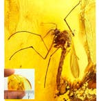 Amber - Barnsteen - Mosquito - Cool antenaes - Mosquito is