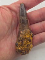 Spinosaurus - Fossiele tand - Spinosaur Aegyptiacus - 7 cm