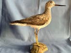Pantana Taxidermie volledige montage - Tringa nebularia with, Verzamelen, Nieuw
