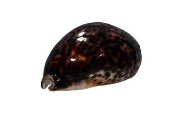 Donkere tijgerkauri: Cypraea tigris f. donkere vorm (95 mm), Nieuw