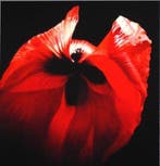 Carlo Ferrari - Studio in Rosso Scarlet 2