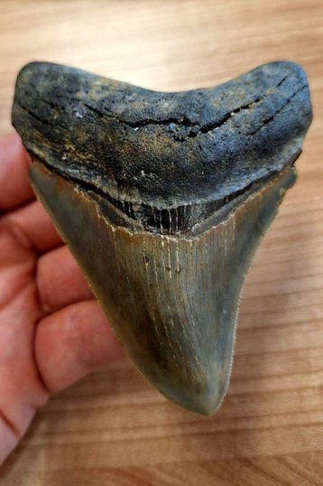 Megalodon - Fossiele tand - 9.7 cm - 7.5 cm