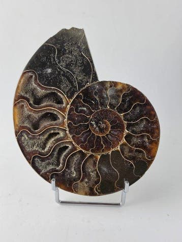 Ammoniet - Gefossiliseerd dier - Aioloceras (Cleoniceras), Verzamelen