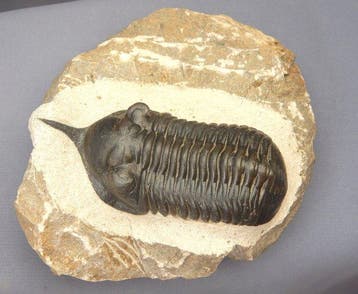 Trilobiet - Fossiel skelet - Morocconites Malladoides - 7 cm
