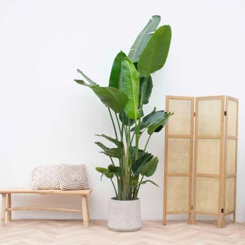 Green Bubble - Strelitzia Nicolai XXL - 250cm - Ø34 - 50 cm, Ophalen of Verzenden