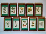 Wild Flowers by Anne Pratt - A set of ten mounted and framed