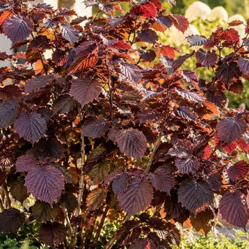 Hazelaar ‘Purpurea’ (Purperblad) container (19), Verzenden